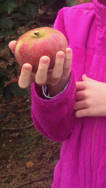 Child hand holding an apple at an orchard while apple picking as a homeschool fall activity