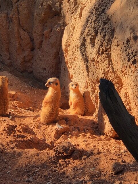 meerkats at a zoo