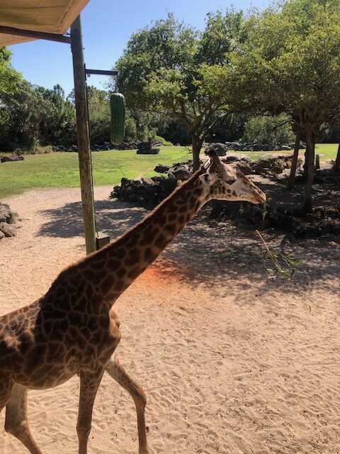 Giraffe at a zoo on a homeschool field trip